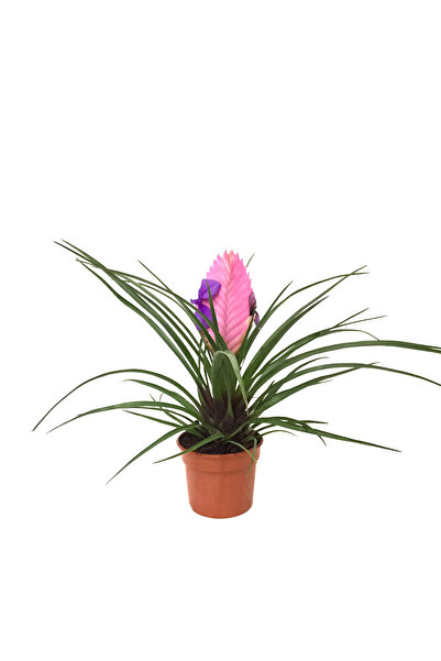 Betonish Tillandsia Cyanea (Hava Bitkisi)