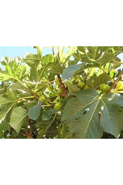 doğaşık İncir Ağacı Fidanı Sarı-Yeşil Çizgili 2 Adet 1-2 Yaş Arası Tüplü Doğaşık