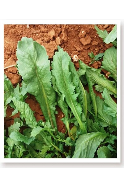 AKSARAY TOHUMCULUK Yerli Tere Tohumu 200 Adet Tohum Aksaray Tohumculuk