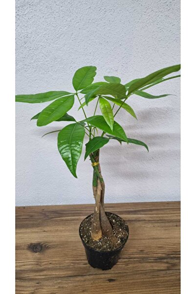 Asi pachira para çiçegi