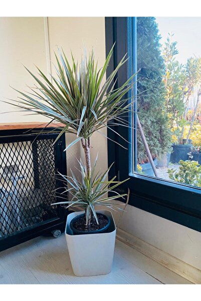 Canlı İç Mekan Bitkisi 2 Gövdeli Dracaena Marginata Magenta (Pembe Çizgili )80-100cm Boy