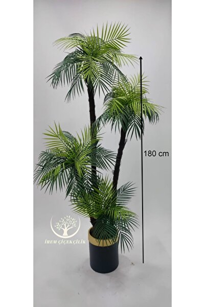 İremÇiçekçilik Siyah Gold saksıda 4'lü Areka Palmiyesi - Premium