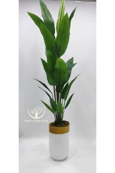 İremÇiçekçilik Beyaz Gold Darbuka saksıda 18 yapraklı Starliçe - Premium