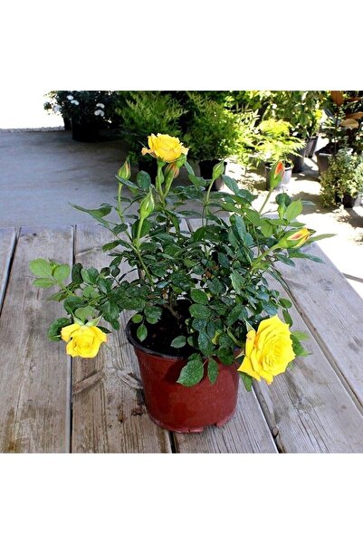 Bitkim Sende Videolu Sarı Yediveren Gül (50-70 CM) Saksılı Aşılı Gül Yellow Rose