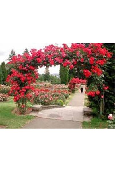 Gardenbox Kırmızı Yediveren Sarmaşık Gül Fidanı 15-25 Cm