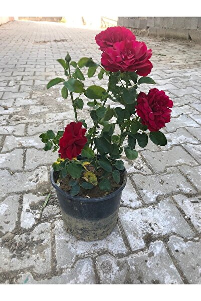 Gardenbox Koyu Kırmızı Kokulu Yediveren Gül (50 70 CM) Saksılı Aşılı Gül Red ...