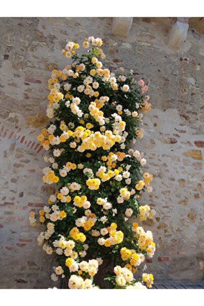 Gardenbox Avantajlı Sarı Sarmaşık Gül Fidanı Kokulu (90 140 CM)1 Adet Tüplü A...