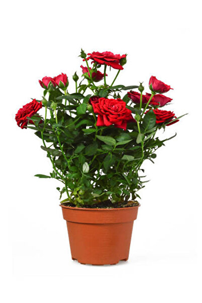 Gardenbox Videolu Yediveren Kokulu Kırmızı Gül Fidesi 1 Adet Saksılı/tüplü 10...