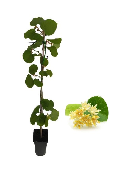 Gardenbox Ihlamur Fidanı 2-3 Yaş Bol Verimlilik (soğuğa Dayanıklı)