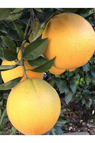 Gardenbox Avantajlı Washington Portakal Fidanı 2 - 3 Yaş