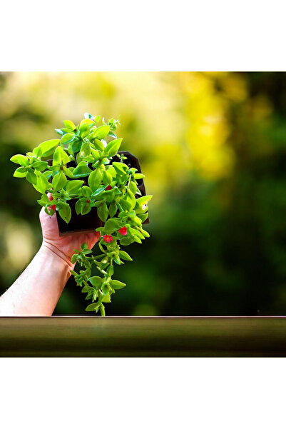 Yades Buz Çiçeği Bitkisi Aptenia