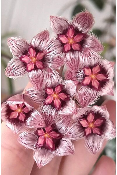 PLANT Hoya Sulawesiana Mum Çiçeği