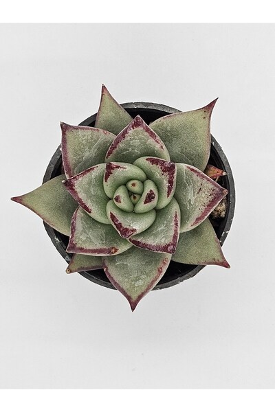 DOĞA BAHÇESİ Echeveria Lipstick İthal Koleksiyonluk Tür Sukulent 7cm Saksılı
