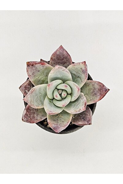 DOĞA BAHÇESİ Echeveria Colorata İce İthal Koleksiyonluk Tür Sukulent 7cm Saksılı