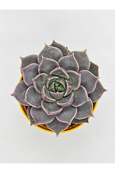 DOĞA BAHÇESİ Echeveria Joe İthal Koleksiyonluk Tür Sukulent 5,5cm Saksılı