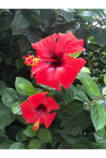 Gardenbox Japon Gülü Çiçeği Fidanı 3'lü Sarı Kırmızı Turuncu 40-60 Cm Saksılı Çiçekli Bodur Hibiscus