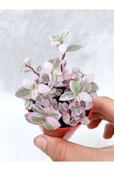 Gardenbox Videolu Mini Pembe Telgraf Çiçeği 10-15 Cm Saksılı Çiçekli Bodur Bi...