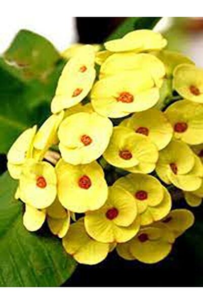 Nura Botanik Videolu Canlı Sarı Renkli 1 Adet Milli Dikenler Tacı Bitkisi 15-30cm Saksılı (EUPHORBİA)