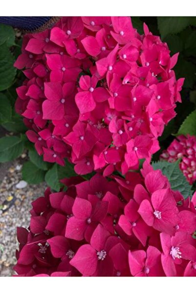 Gardenbox Videolu Fuşya Renkli 1 Adet Ortanca Fidanı 30-55 Cm Saksılı (HYDRAN...
