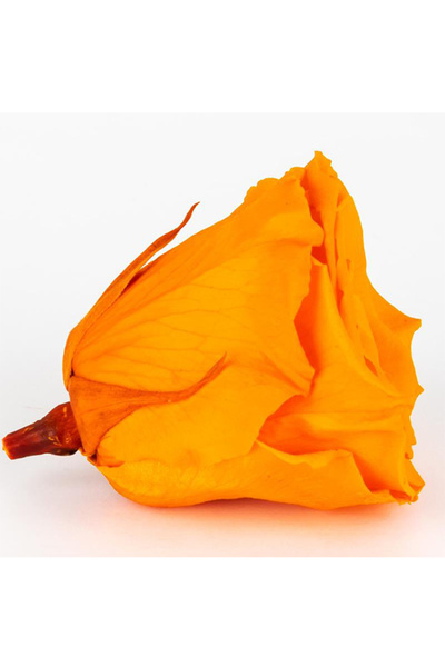 trendbahce Rose Amor TURUNCU şoklanmış solmaz gül XL