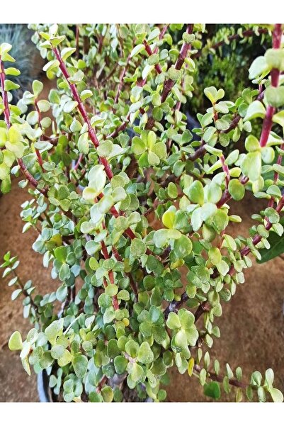 Gardenbox Videolu 1 Adet Para Çiçeği Fidanı 15-35cm Saksılı (MONEY PLANT)