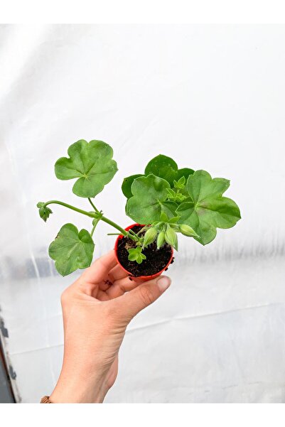 CANBOTANİK Mini Saksıda Sakız Sardunya Fidesi Karışık Renk