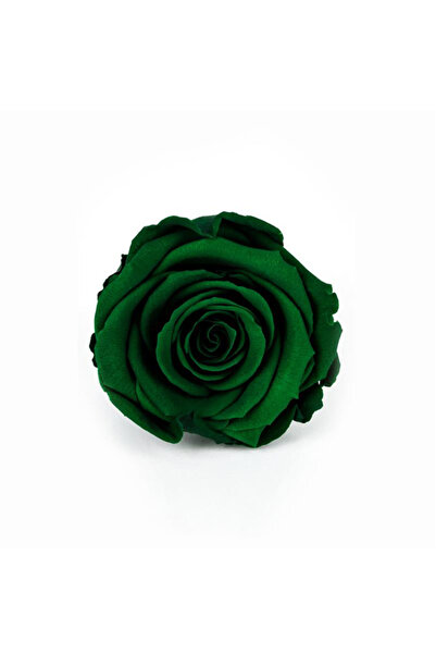 trendbahce Rose Amor VERDE ÎNCHIS trandafir rezistent la șocuri XL