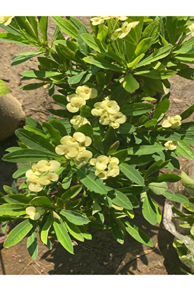 Nura Botanik Videolu Sarı Kırmızı 2 Renk 2 Adet Milli Dikenler Tacı Çiçeği 15-30cm Saksılı (EUPHORBİA)