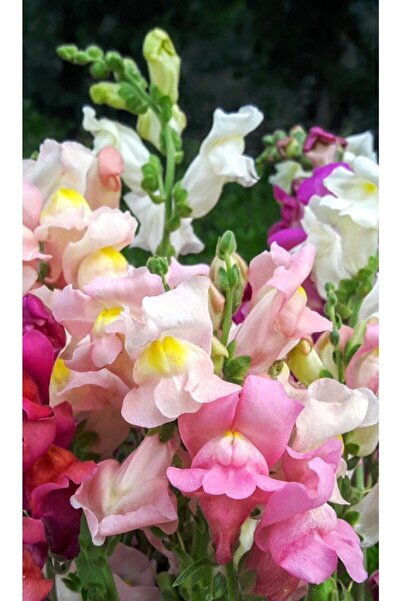 Gardenbox 10 Adet Pembe Beyaz Aslanağzı Çiçeği Fidanı Fidesi 5 Cm 15 Cm