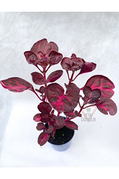 Gardenbox Çingene Şalvarı Bitkisi Iresine Herbstii 5.5 Cm Tüplü