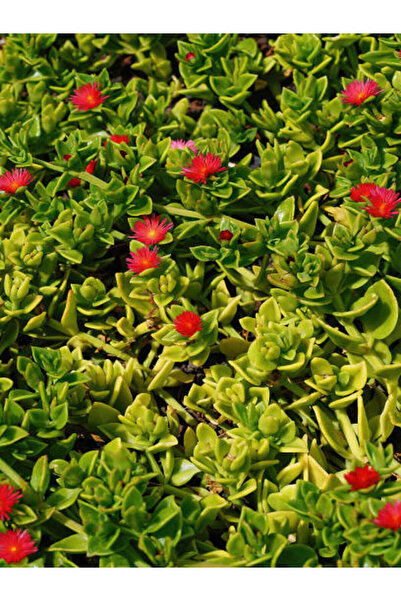 Gardenbox Videolu 10'lu Buz Çiçeği Fidesi 5-10 Cm Tüplü Çiçekli Bodur Bitkile...