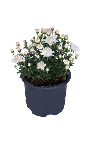 Gardenbox Kasımpatı Set Saksı’da (chrysanthemum) 4 Adet Pembe Sarı Turuncu Beyaz