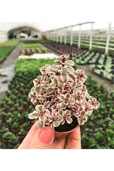 Gardenbox Sedum Tricolor 3 Renkli Sukulent 5.5 Cm Saksıda