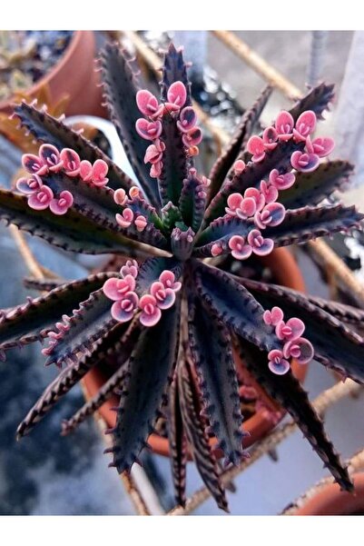 Gardenbox Videolu Pembe Aşkın Gözyaşı 1 Adet Saksılı 10-15cm Kaktüs Ve Sukule...