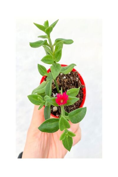 Nura Botanik Videolu Buz Çiçeği Mezar Yer Örtücü Bitki 25 Adet Tüplü Sarılıcı...