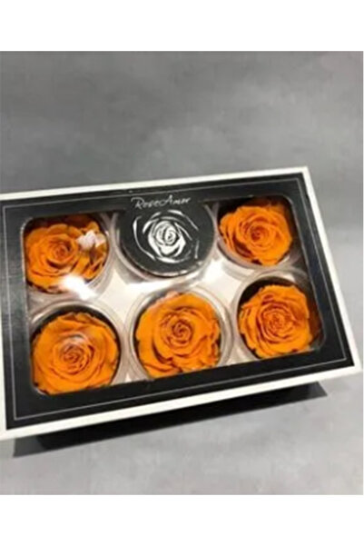 trendbahce Rose Amor ORANGE trandafir rezistent la șocuri XL pachet de 6 bucăți