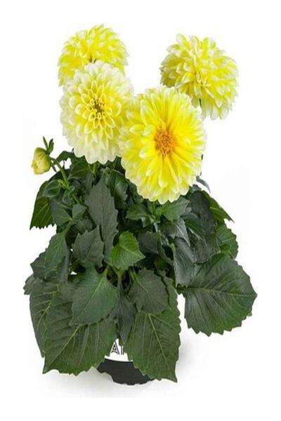 Gardenbox Videolu Canlı Sarı 1 Adet Yıldız Çiçeği Fidesi 20-30cm Saksılı (ORNİTHOGALUM)