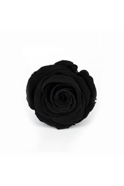 trendbahce Rose Amor NEGRU trandafir rezistent la șocuri, care nu se estompea...