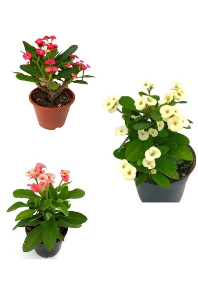 Nura Botanik Dikenler Tacı Milli Kırmızı-beyaz-pembe Renk 3 Adet Saksılı 10-2...