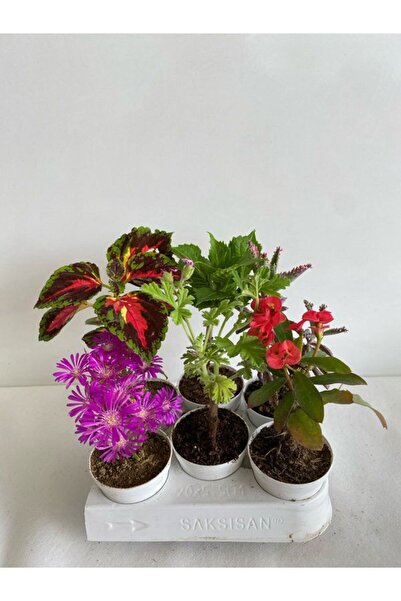 Gardenbox 6'Lı Bitki Saksılı Mezem+Yaprak Güzeli+Itır+Ortanca+Kırmızı Mili Di...