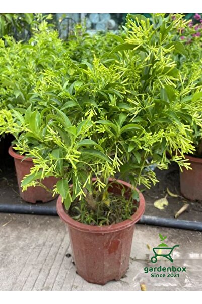 serada decor & plant Cestrum Nocturnum Melisa Çiçeği Gece Sefası 30-60CM
