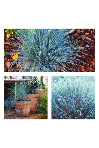 Gardenbox Videolu 3'lü Mavi Osmanlı Çimi Fidanı 10-20 Cm Tüplü Çiçekli Bodur ...