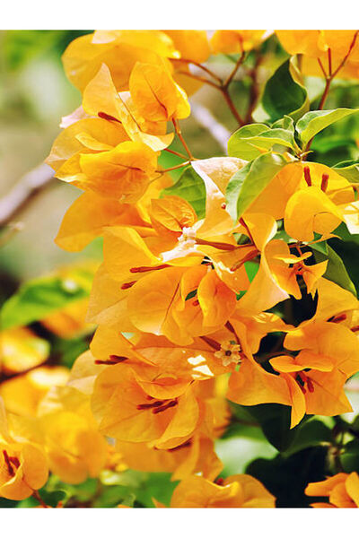 Bitkim Sende Sarı Begonvil (90 110 CM)1 Adet Saksılı/ Tüplü Çiçekli Dış Mekan...