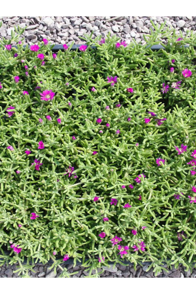 serada decor & plant Acem Halısı Mezem Çiçeği 12 Adet Viyolde Yer Örtücü Bahç...