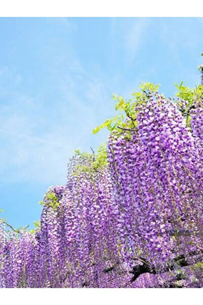 Nura Botanik Videolu Mor Salkım 45-60 cm Saksılı/Tüplü Dış Mekan Bodur Bitkil...