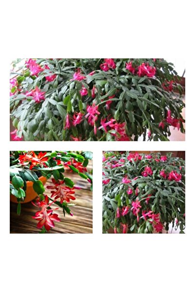 Nura Botanik Kampanyalı 1 Adet Kırmızı Renk Yılbaşı Çiçeği 20-30 Cm Saksılı Ç...