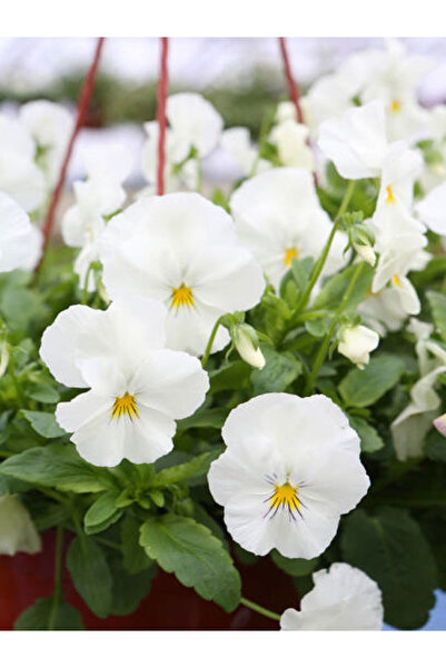 Nura Botanik Videolu Beyaz Hercai Menekşesi (5 15 CM)10 Adet Saksılı Çiçekli ...