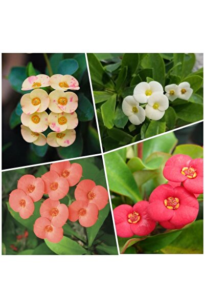 Bitkim Sende 4'lü Dikenler Tacı Çiçeği(SARI-KIRMIZI-PEMBE-BEYAZ)10-15 Cm Tüpl...