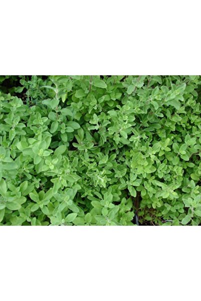 Gardenbox Videolu 1 Adet Mis Kokulu Mercan Köşk Çiçeği Fidesi 15-30 Cm Tüplü Çiçekli Bodur Origanum Majorana