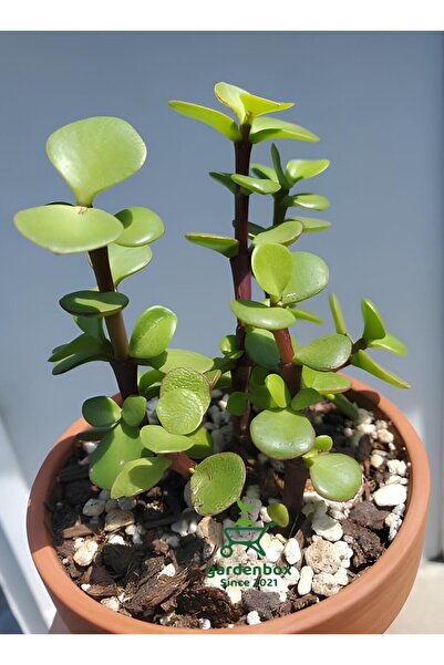 Nura Botanik Para Çiçeği 1 ADET 8,5 Saksıda Dekoratif Canlı Bitki 10-15Cm